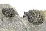 Hollardops Trilobite With Gerastos #273449-4